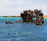 Pelicans on Shipwreck near Coche Island